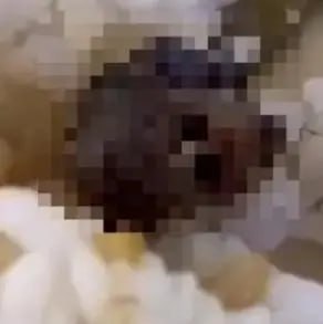 江西省通报江西工职院“6·1”食品安全事件调查处理情况，判定异物为老鼠类啮齿动物的头部