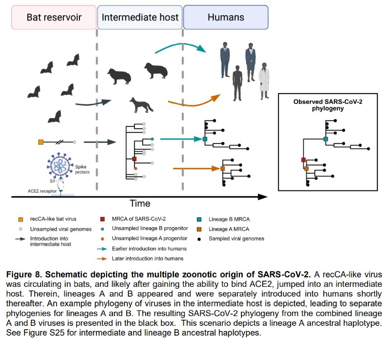 亚利桑那大学教授Michael Worobey等人发表预印本研究，进一步细化关于新型冠状病毒在2020年2月前的两个主要世系的系统发育学与流行病学分析